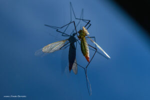 parásito de la malaria, dispositivo portátil, parásito de la malaria transmitido por mosquito, Más tecnología